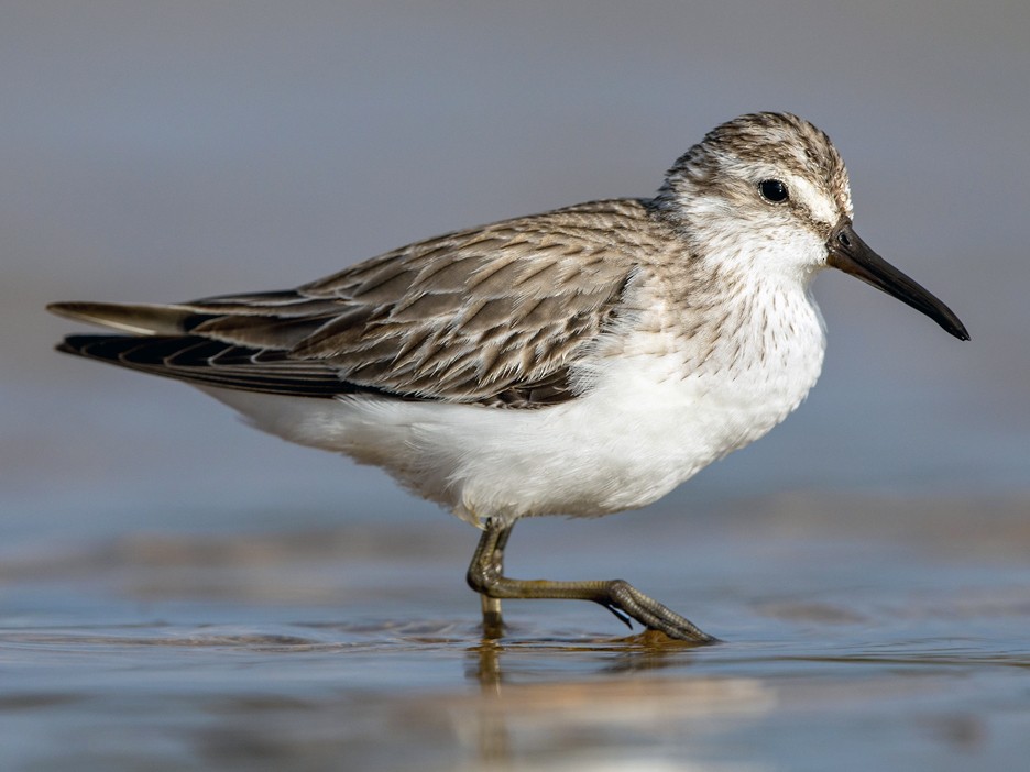 Broad-billed Sandpiper