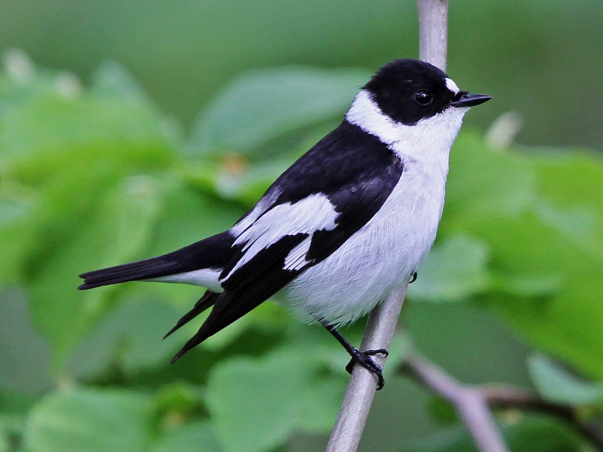 Мухоловка-белошейка - eBird