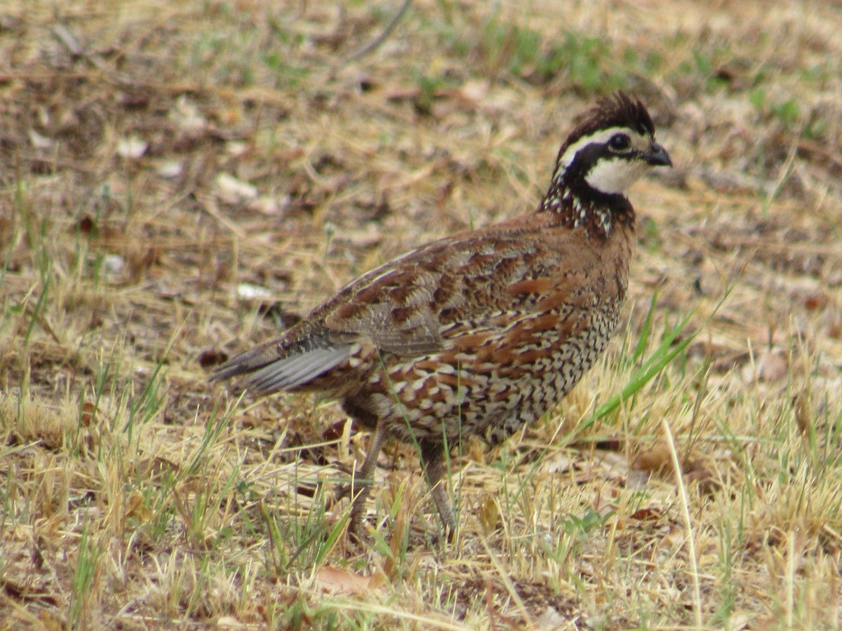 Northern Bobwhite - ML169277761