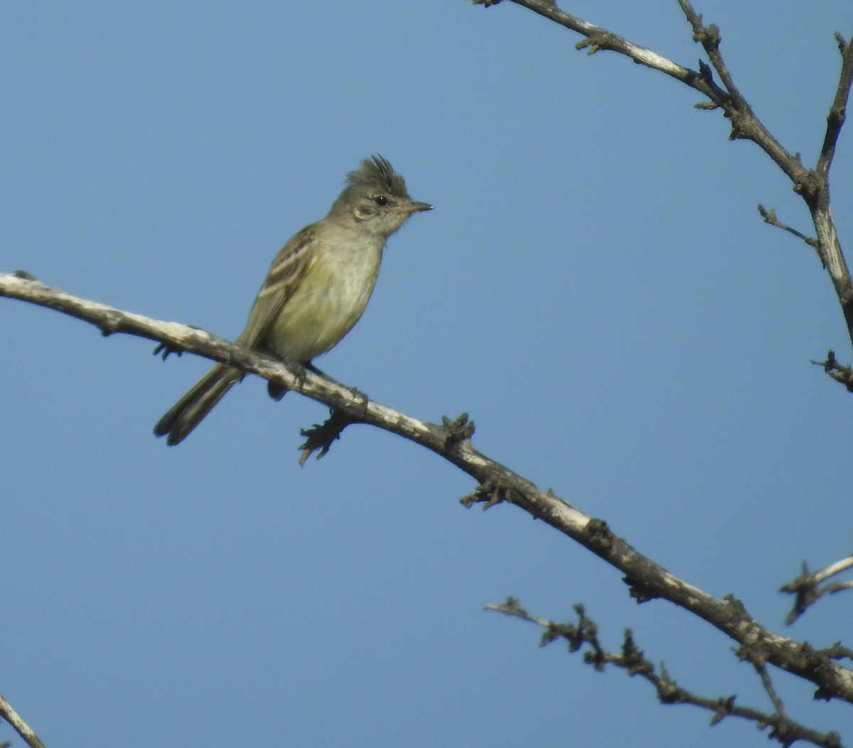 Gray-and-white Tyrannulet - Daniel Lane