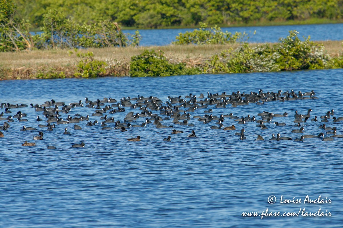 American Coot - Louise Auclair