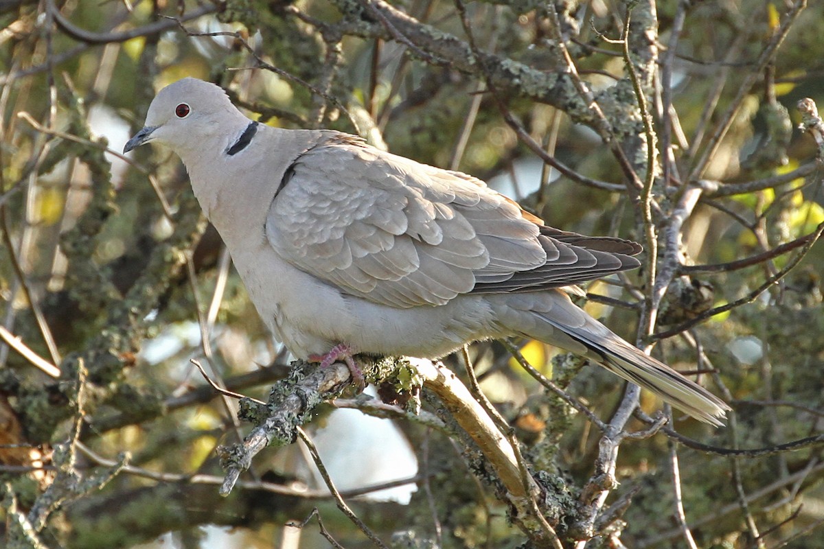 Eurasian Collared-Dove - Jeffrey Offermann