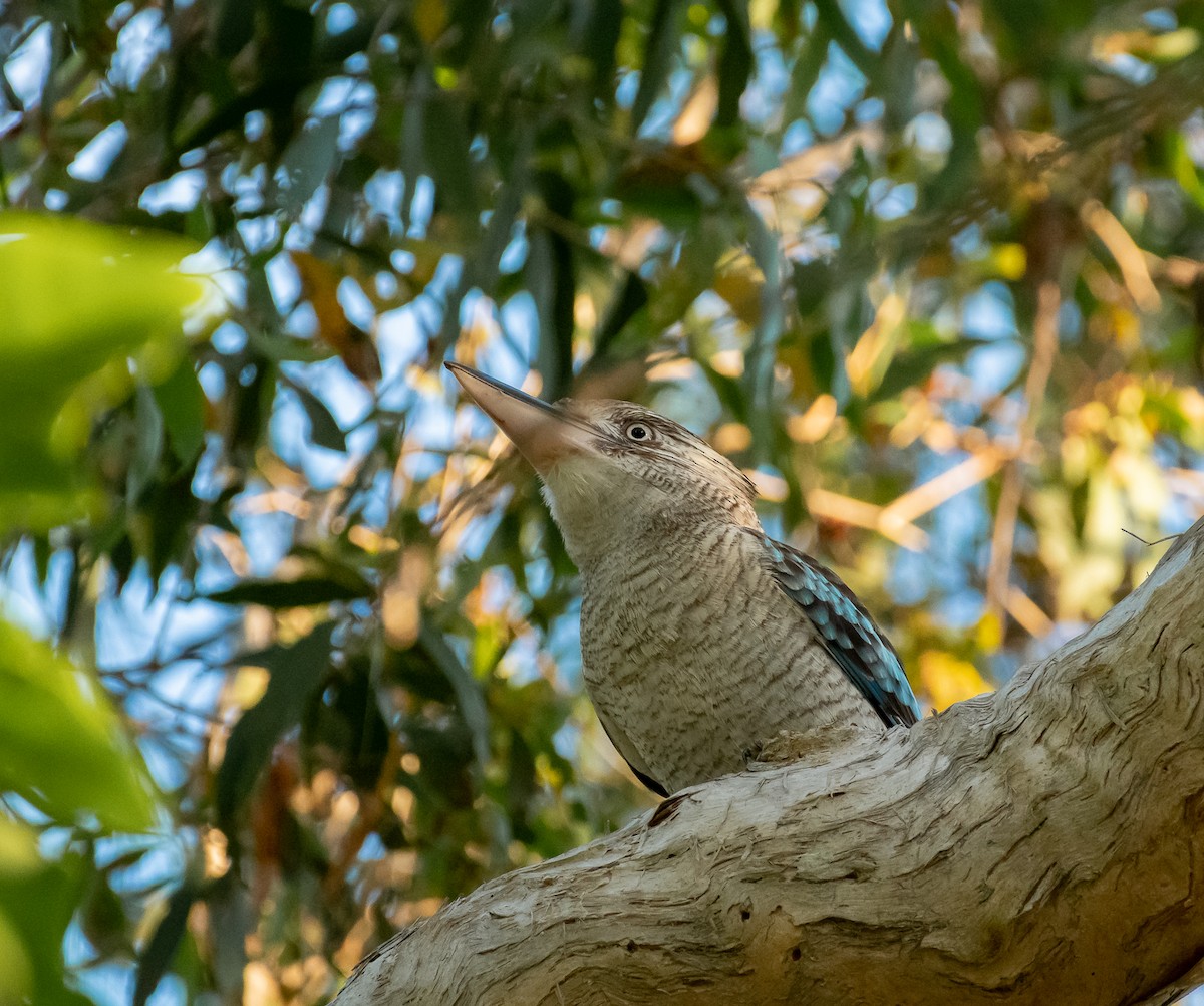 Blue-winged Kookaburra - ML169280571
