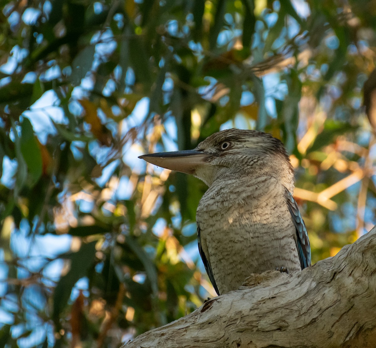 Blue-winged Kookaburra - ML169280601