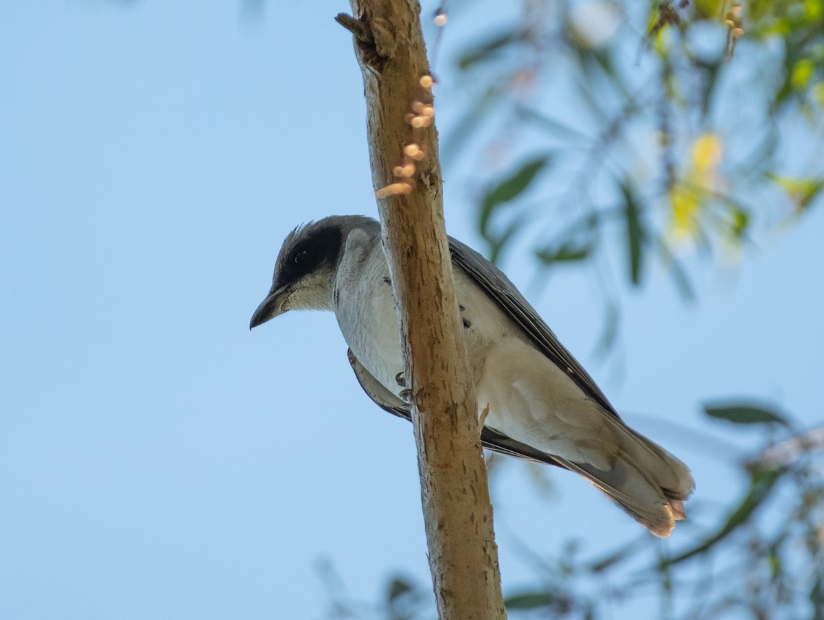 Black-faced Cuckooshrike - ML169281601