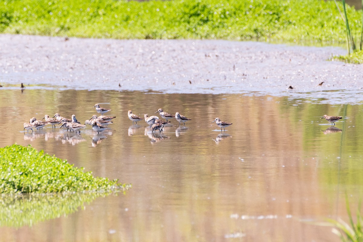 Western Sandpiper - Andrea C