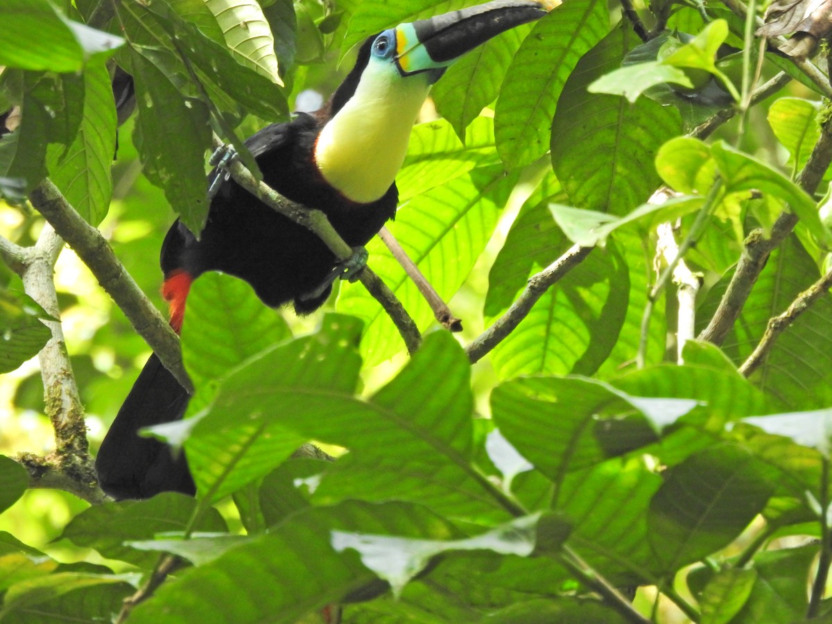 Channel-billed Toucan (Citron-throated) - Frances Oliver