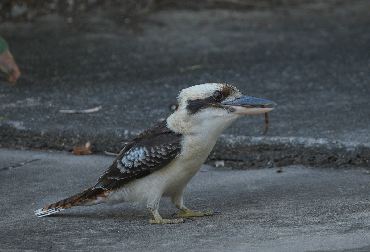 Laughing Kookaburra - Marc Regnier