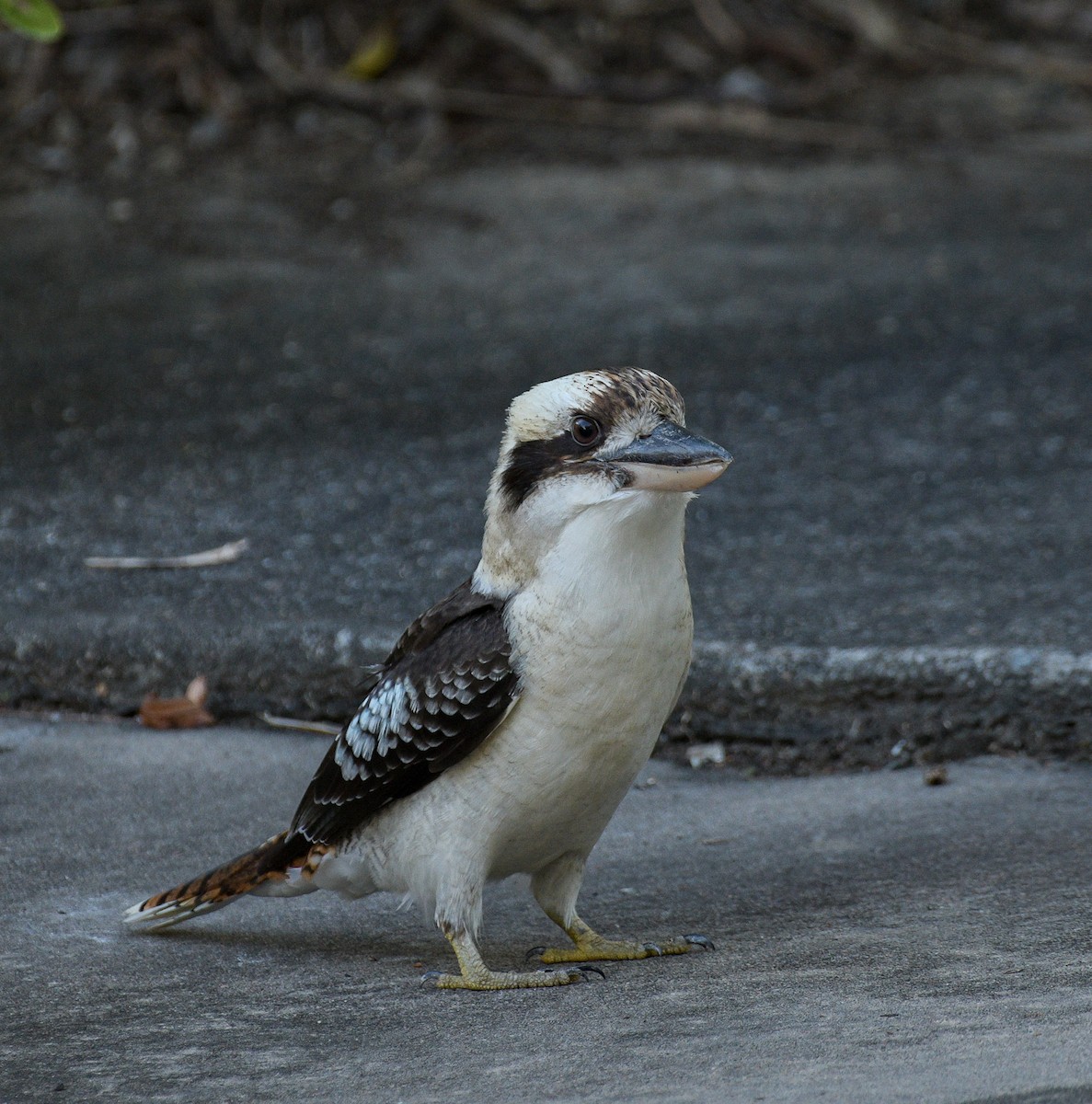 Laughing Kookaburra - ML169283601