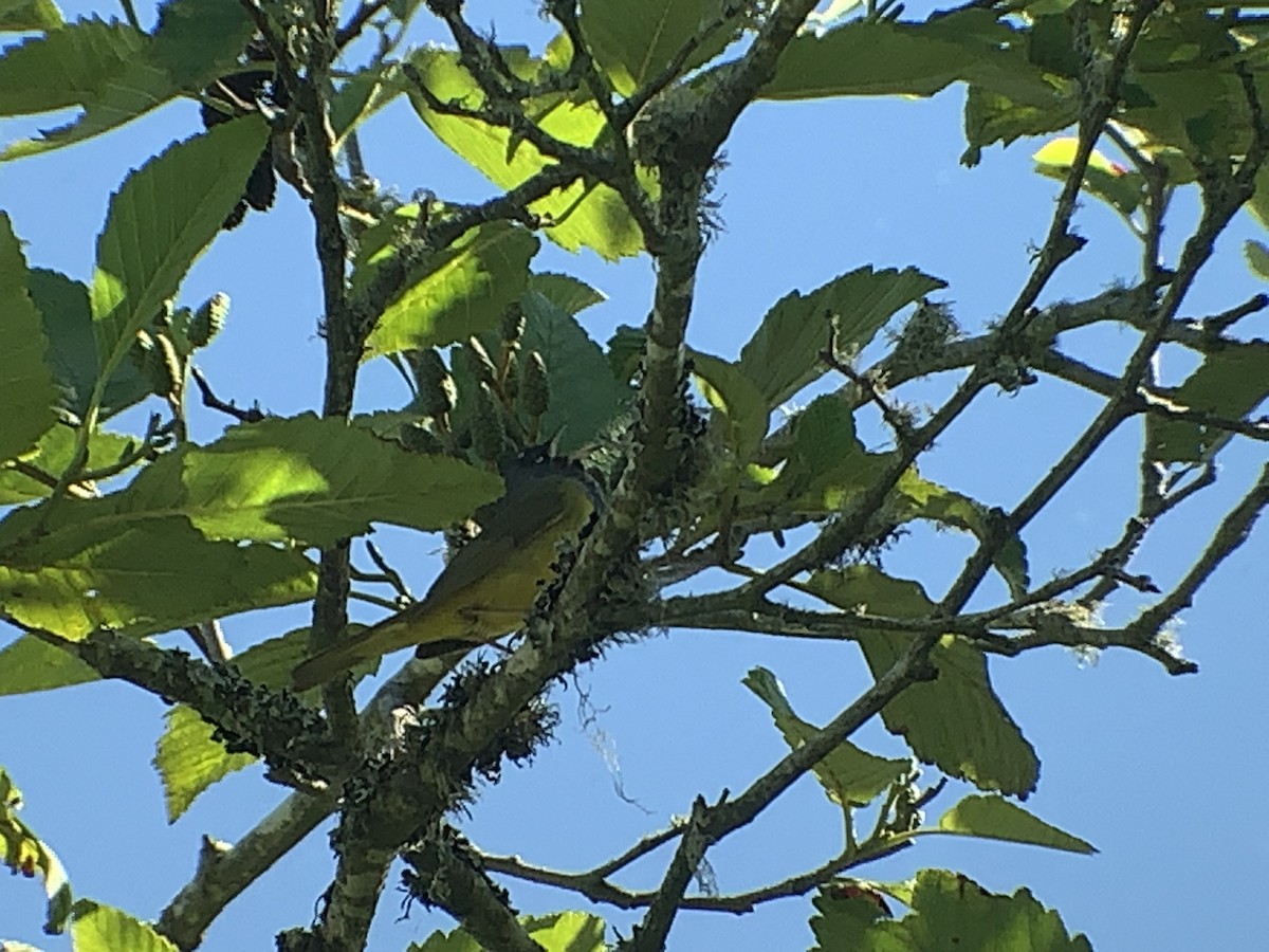 MacGillivray's Warbler - Rob Fowler