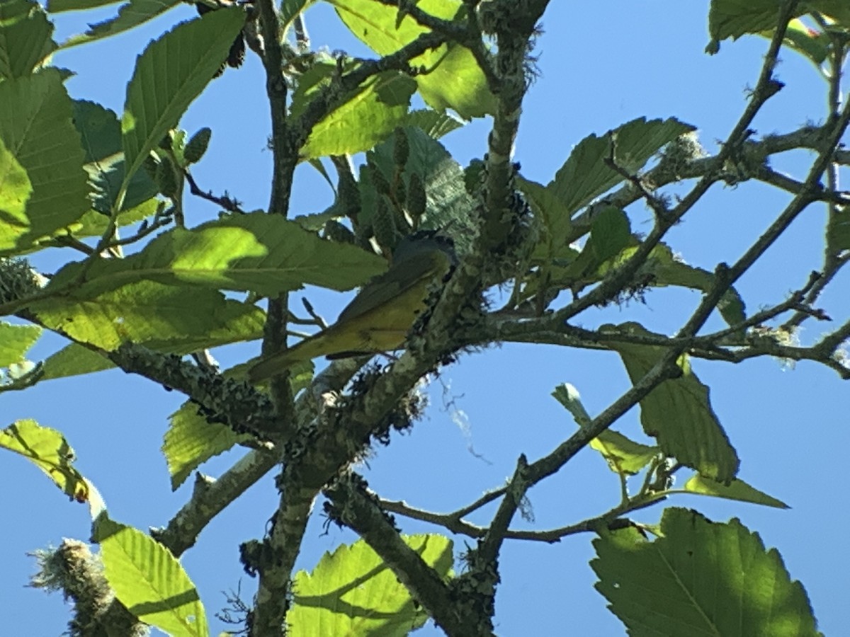 MacGillivray's Warbler - ML169283711