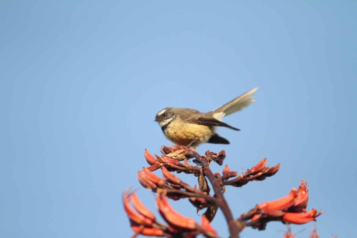 New Zealand Fantail - Ben Barkley