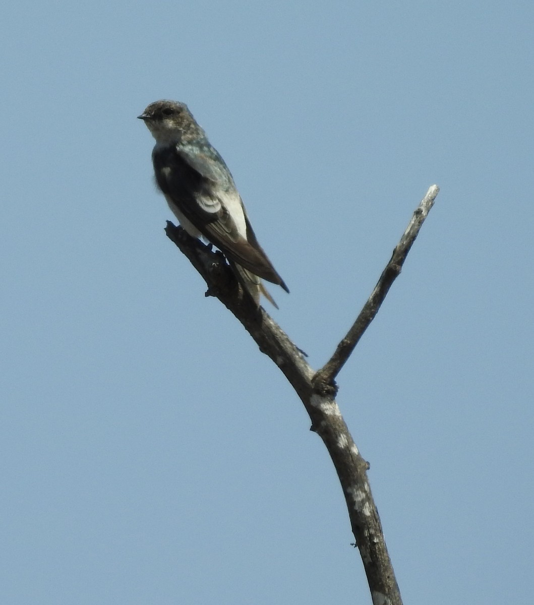 Golondrina de Tumbes - ML169284651