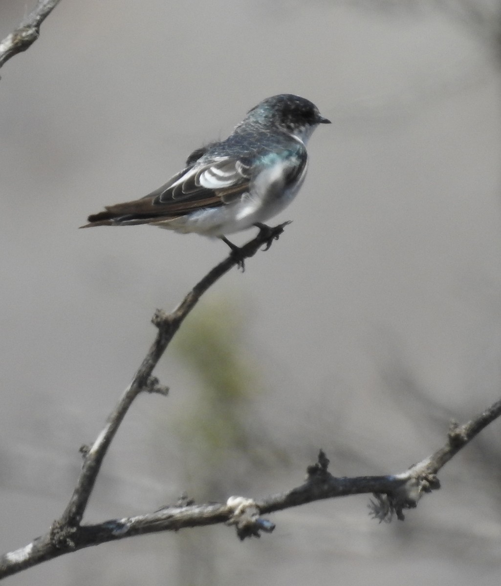 Tumbes Swallow - Daniel Lane