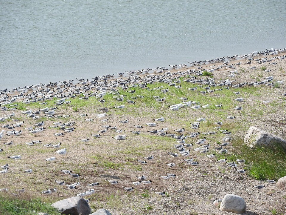 Franklin's Gull - ML169285151