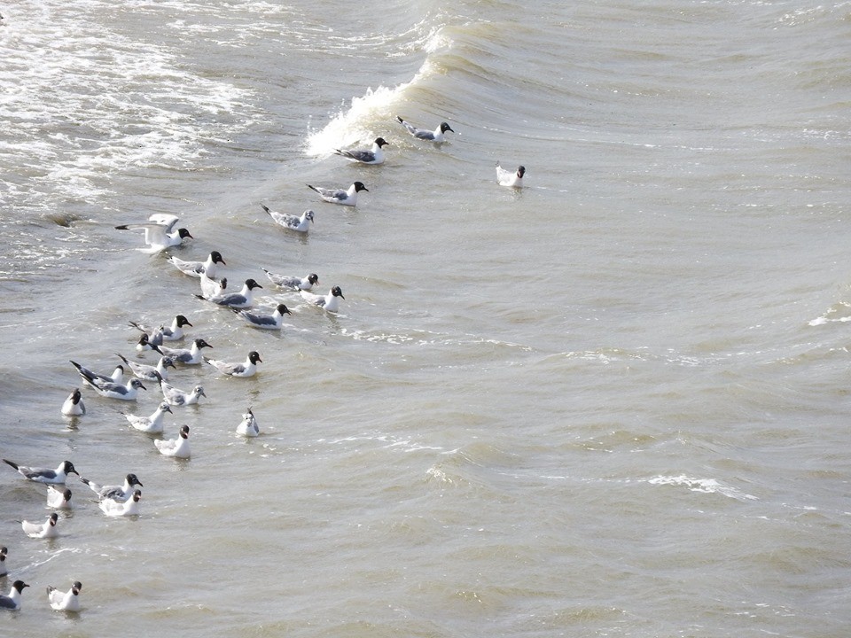 Franklin's Gull - ML169285271