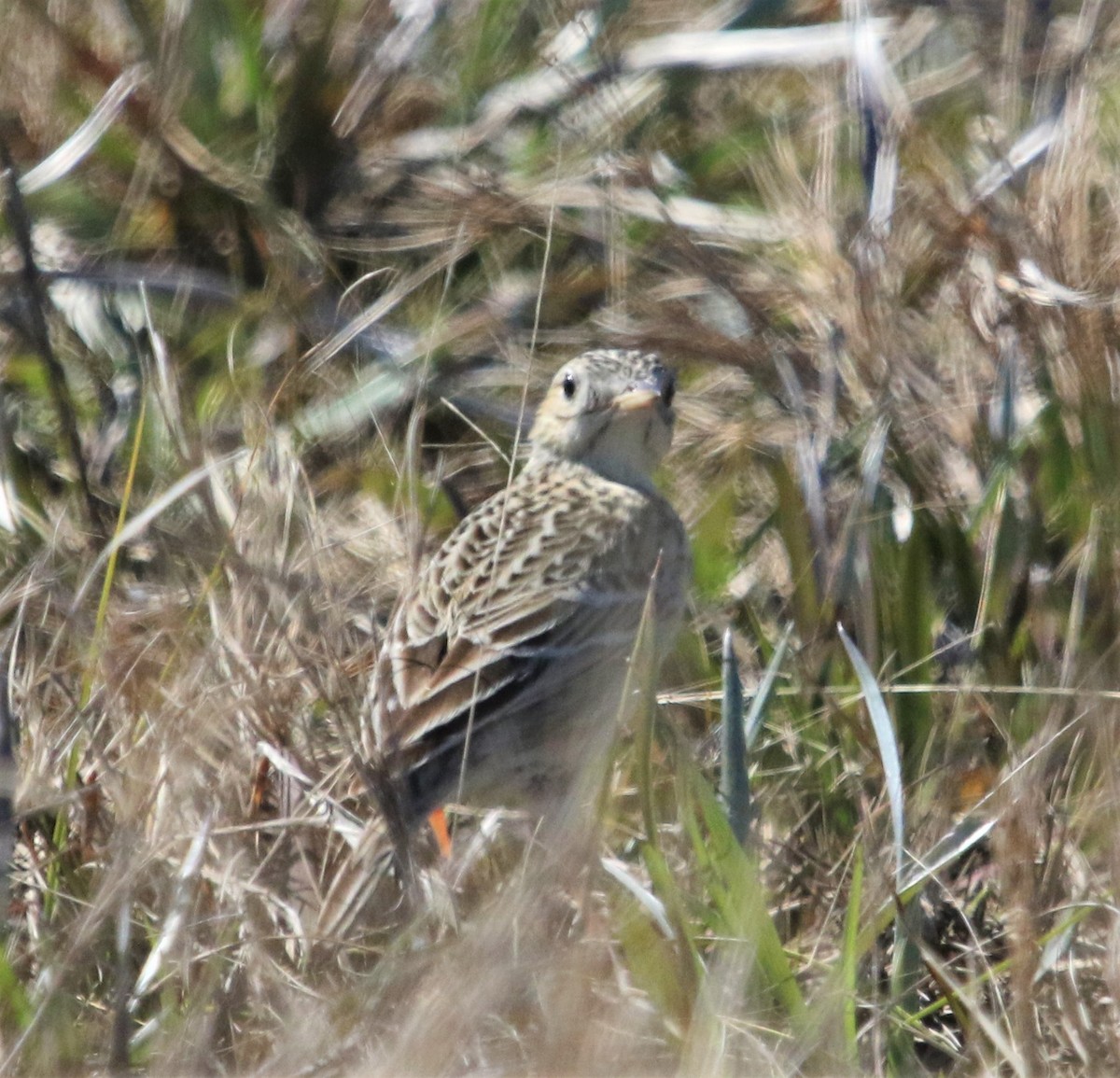 Sprague's Pipit - ML169287211