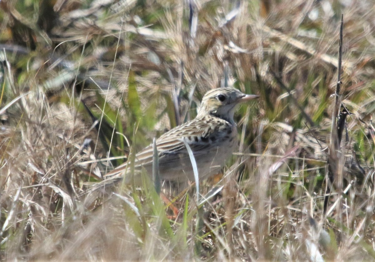 Sprague's Pipit - ML169287251