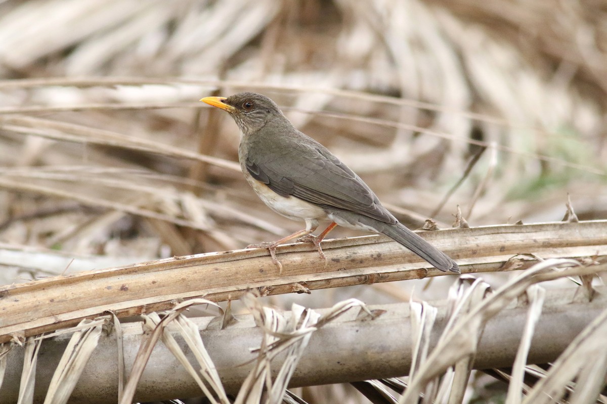 African Thrush - ML169288261