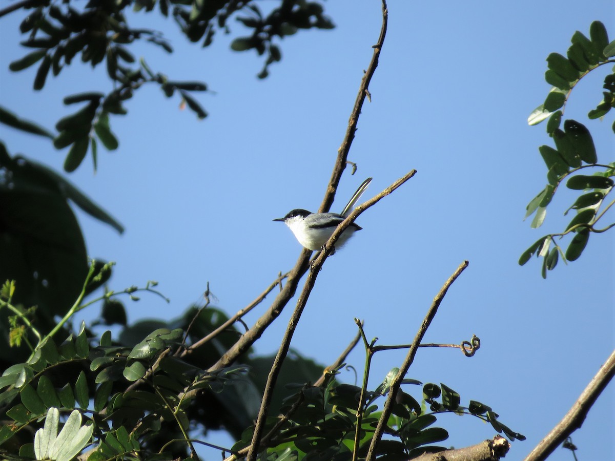 Tropical Gnatcatcher (plumbea) - ML169289761