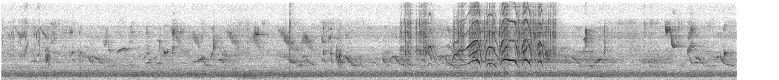 Kara Karınlı Islıkçı Ördek - ML169289941