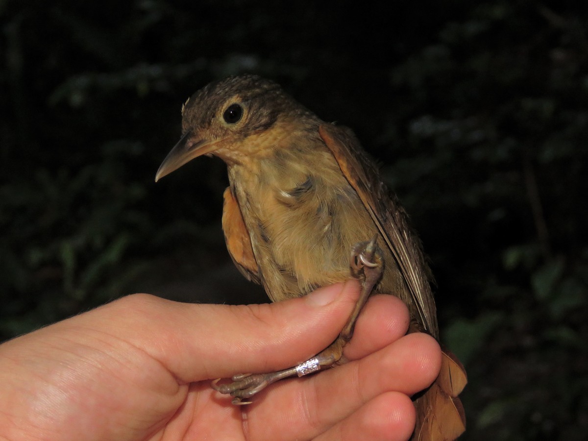 Ochre-throated Foliage-gleaner (turdinus) - ML169290791