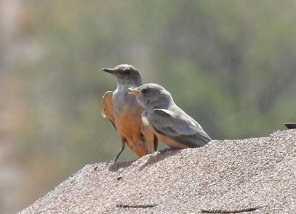 Say's Phoebe - Cory Shaw