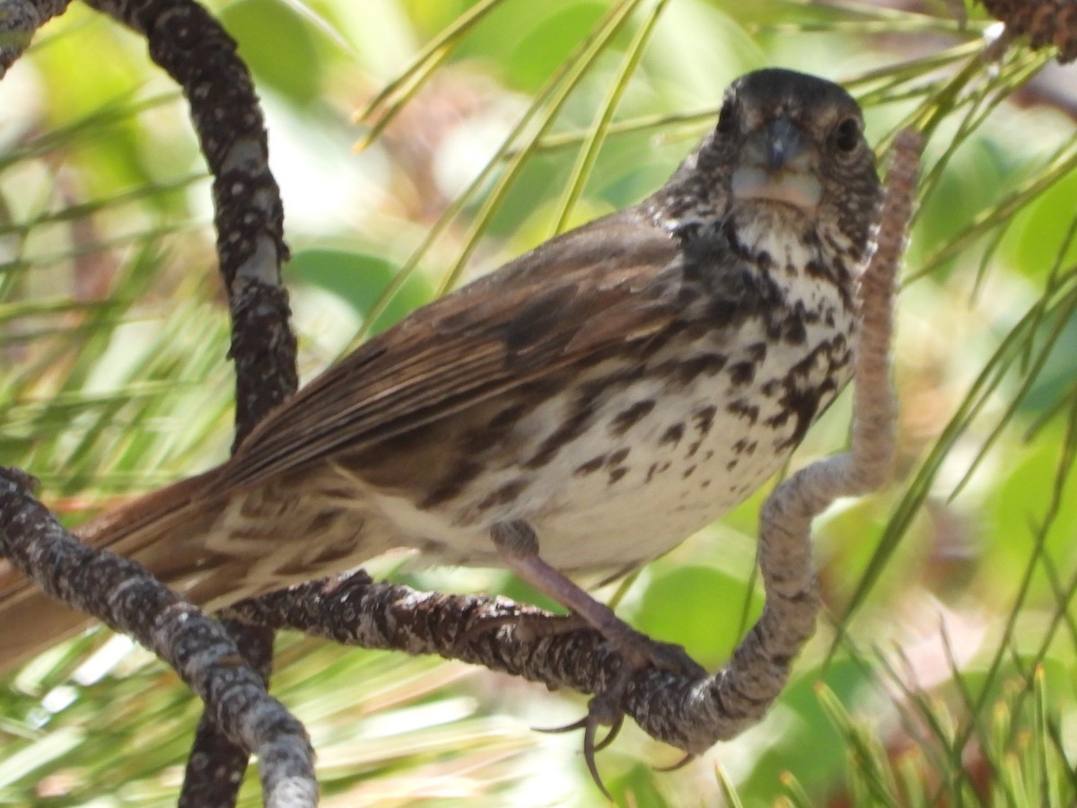 Fox Sparrow (Thick-billed) - william tyrer