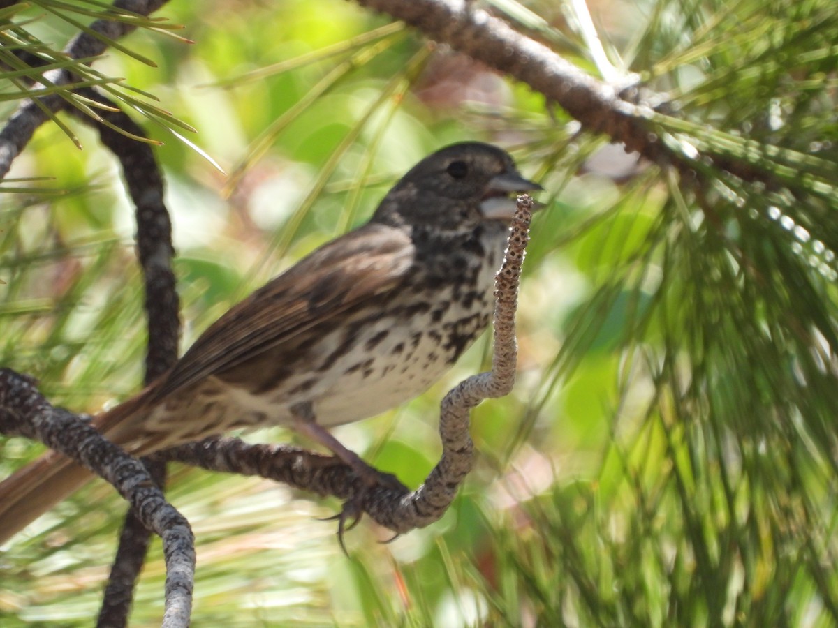 Fox Sparrow (Thick-billed) - william tyrer