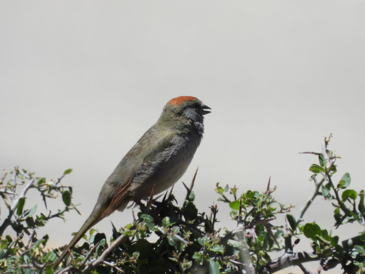 Green-tailed Towhee - william tyrer