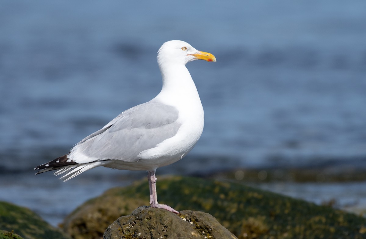 American Herring Gull - Simon Boivin
