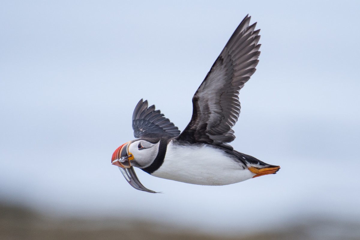 Atlantic Puffin - Simon Boivin