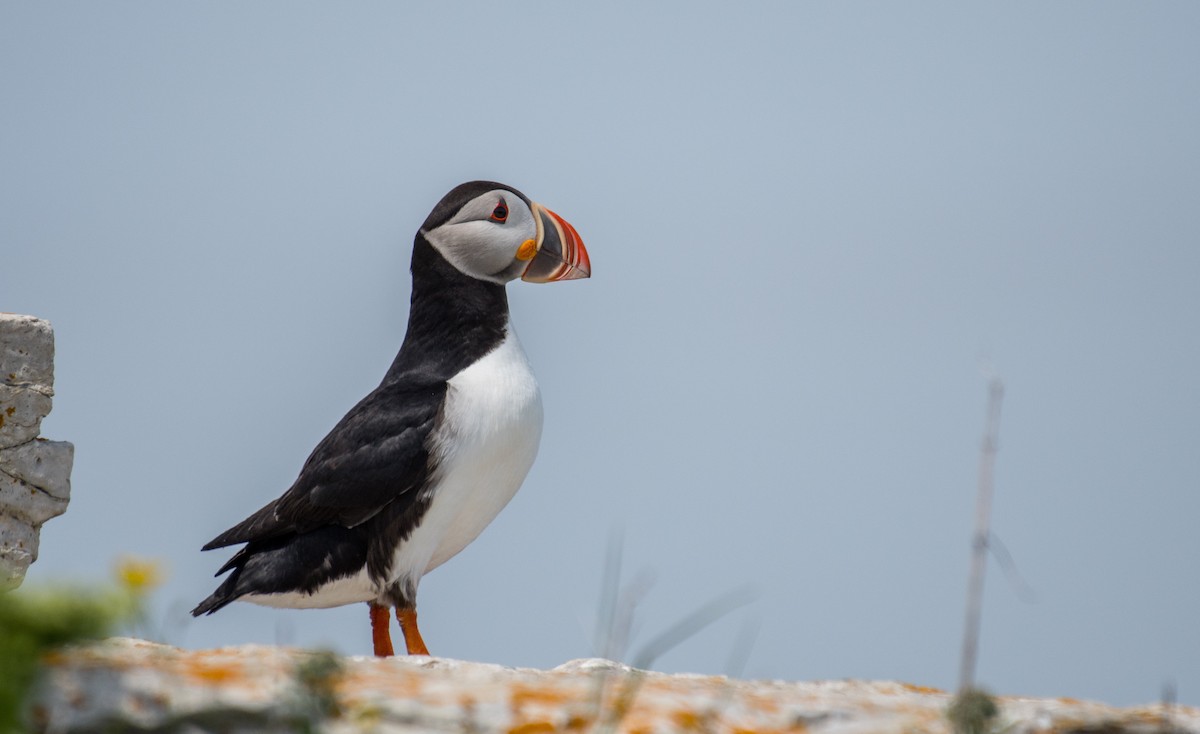 Atlantic Puffin - ML169295241