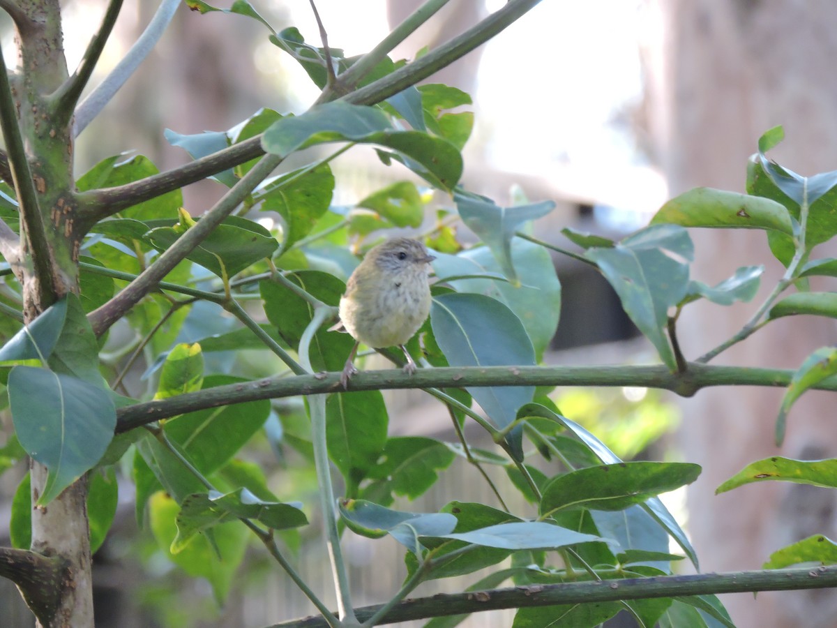 Striated Thornbill - ML169295511