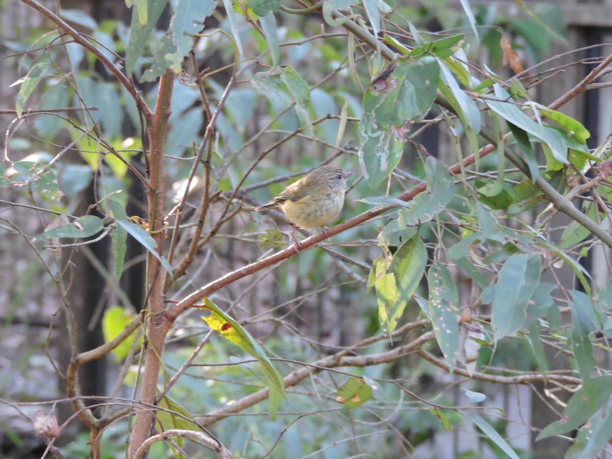 Striated Thornbill - ML169295531