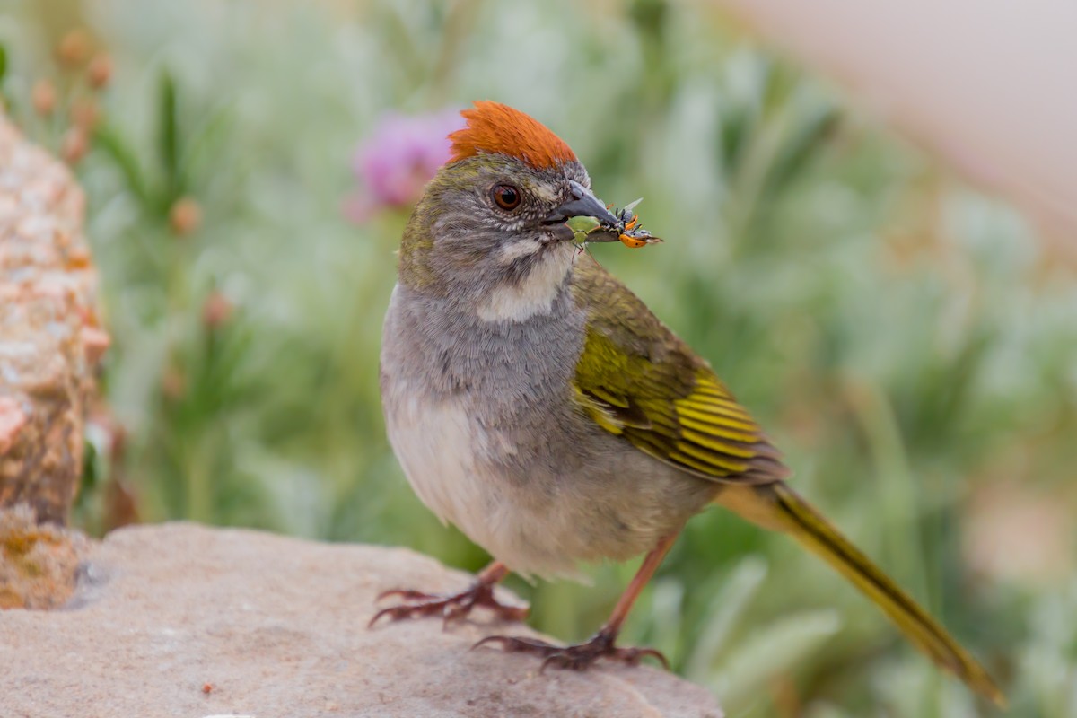 Green-tailed Towhee - Sue Smith