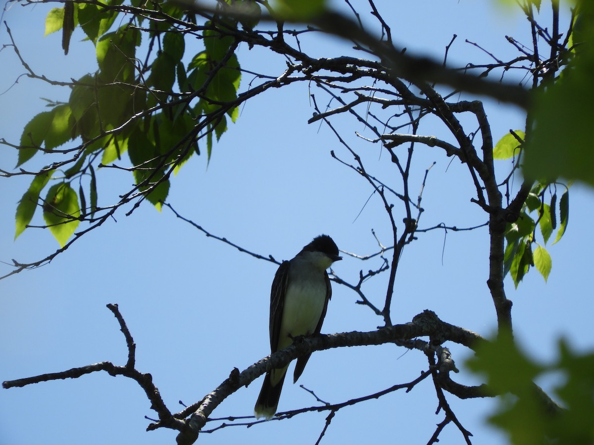 Eastern Phoebe - ML169296501