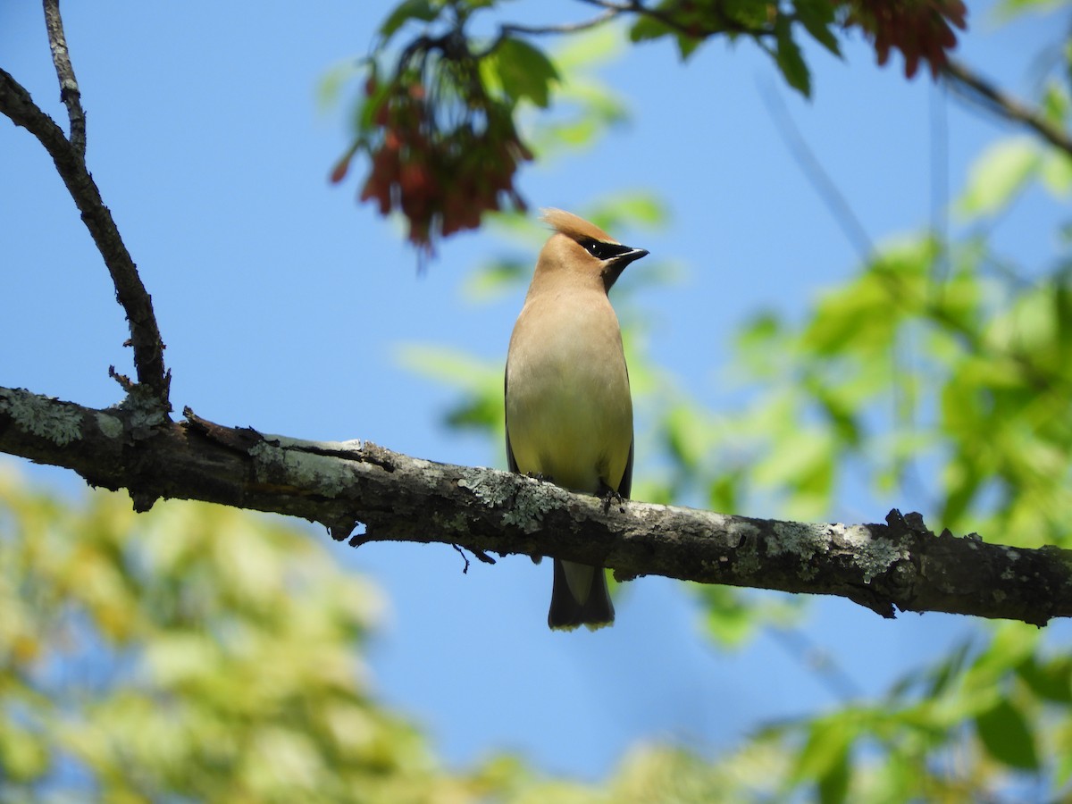 Cedar Waxwing - ML169296551