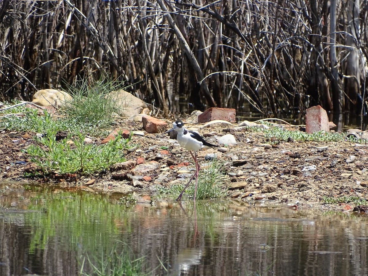 Black-necked Stilt - ML169296751