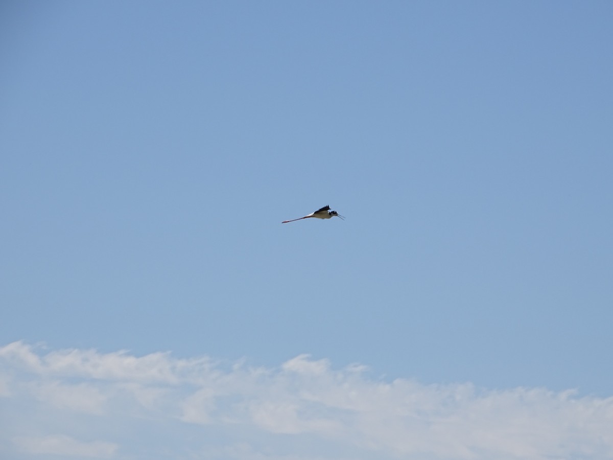 Black-necked Stilt - Kevin Williams