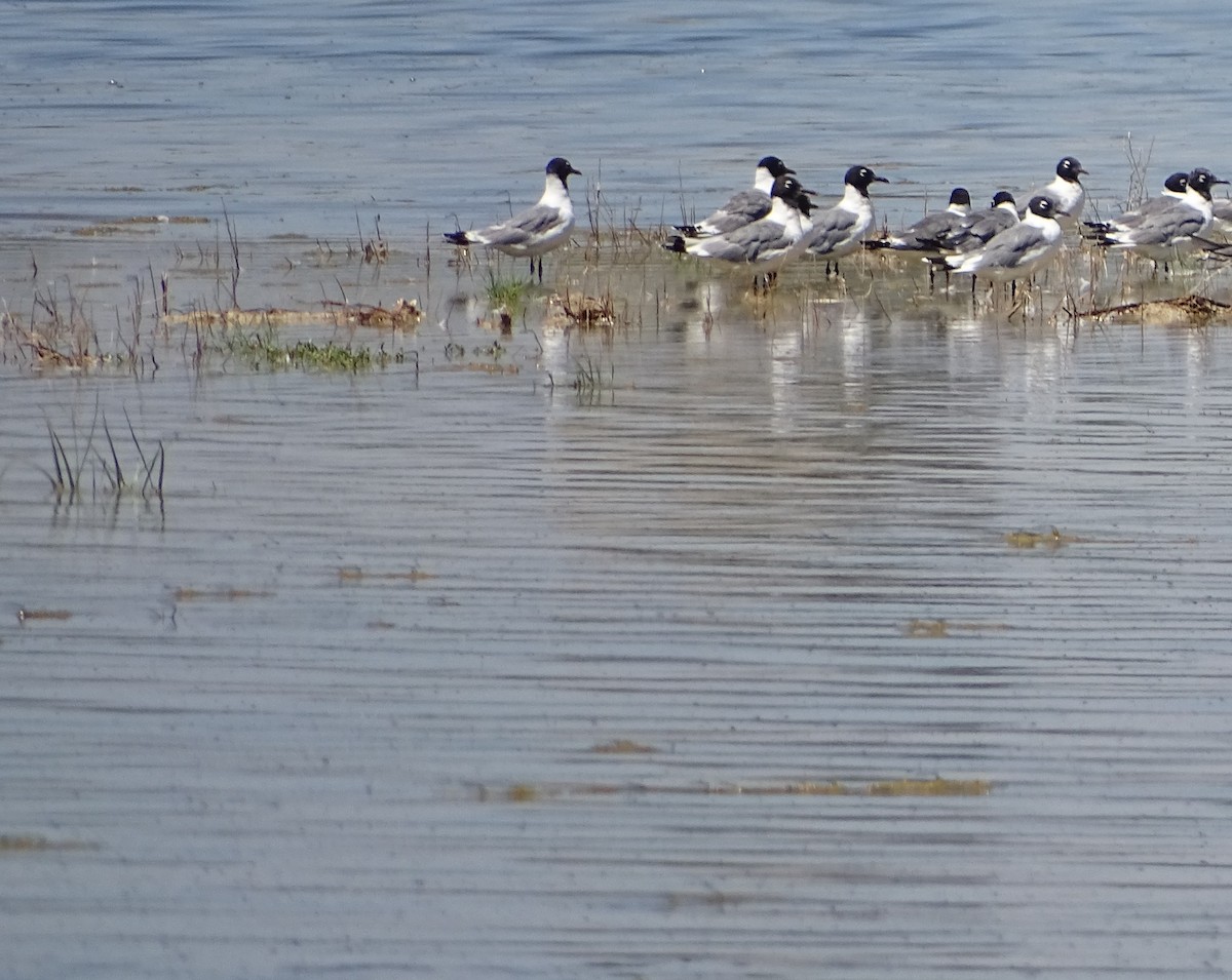 Franklin's Gull - ML169297111