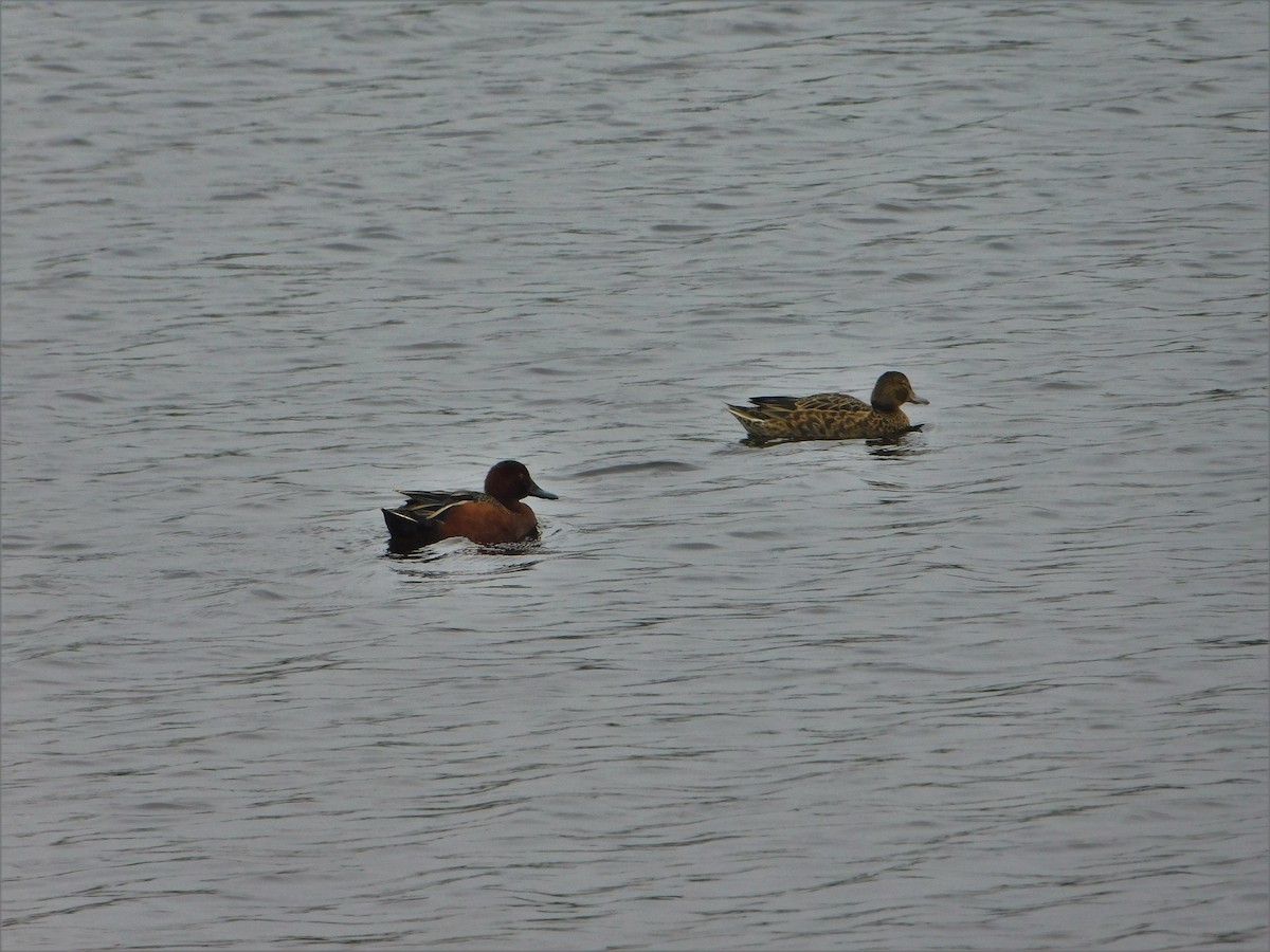 Cinnamon Teal - Nicolás Bejarano