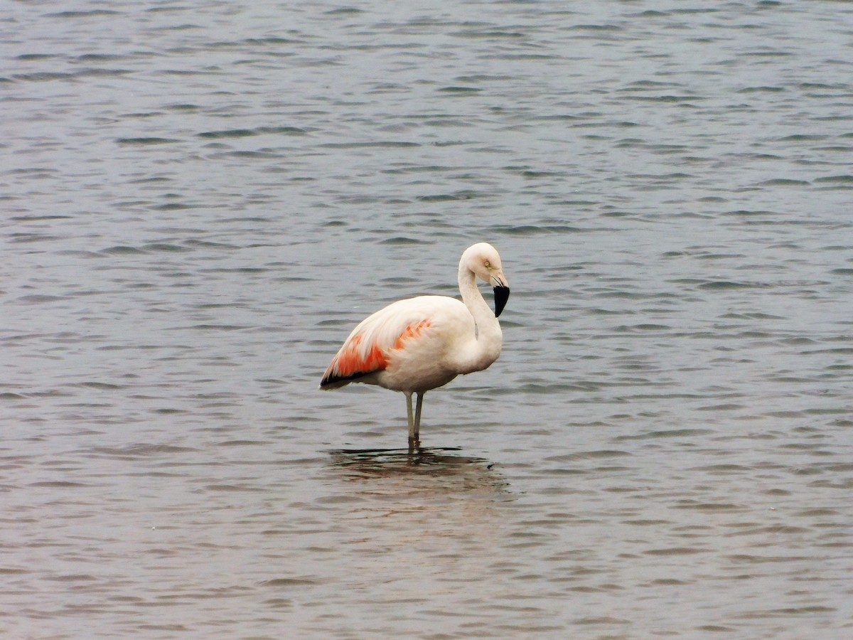 Chilean Flamingo - Nicolás Bejarano