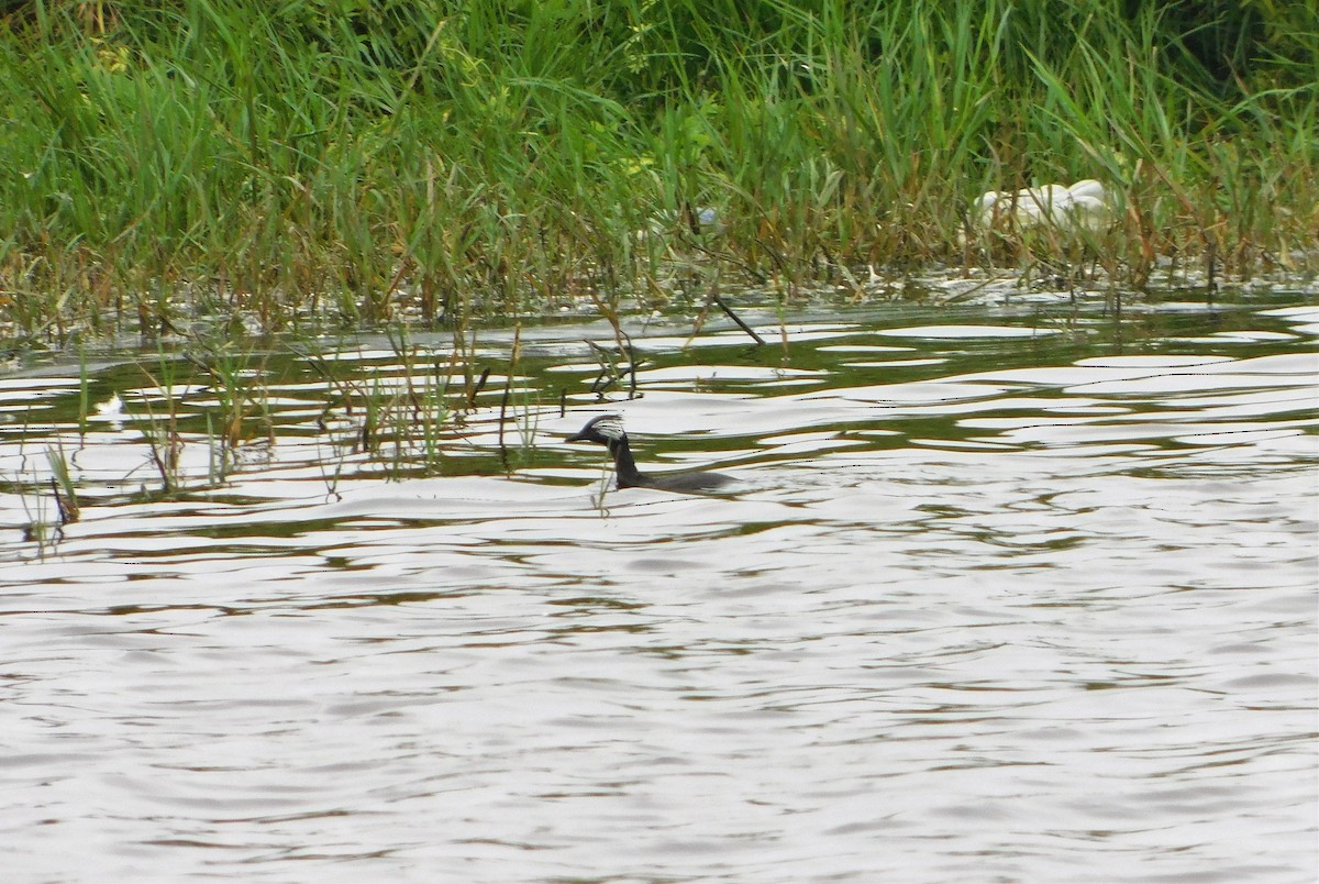 White-tufted Grebe - Nicolás Bejarano