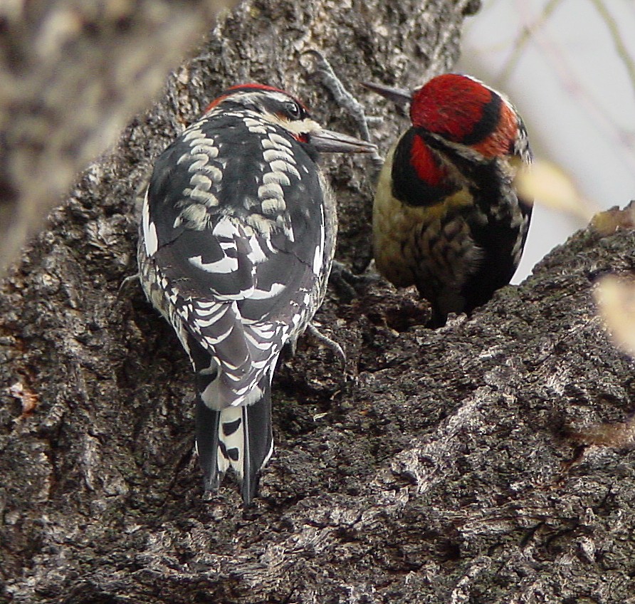 Red-naped Sapsucker - Ed Thomas