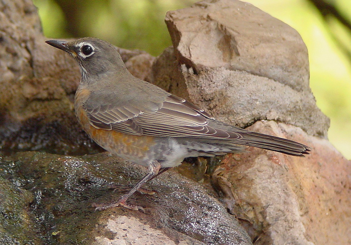 American Robin - ML169298451