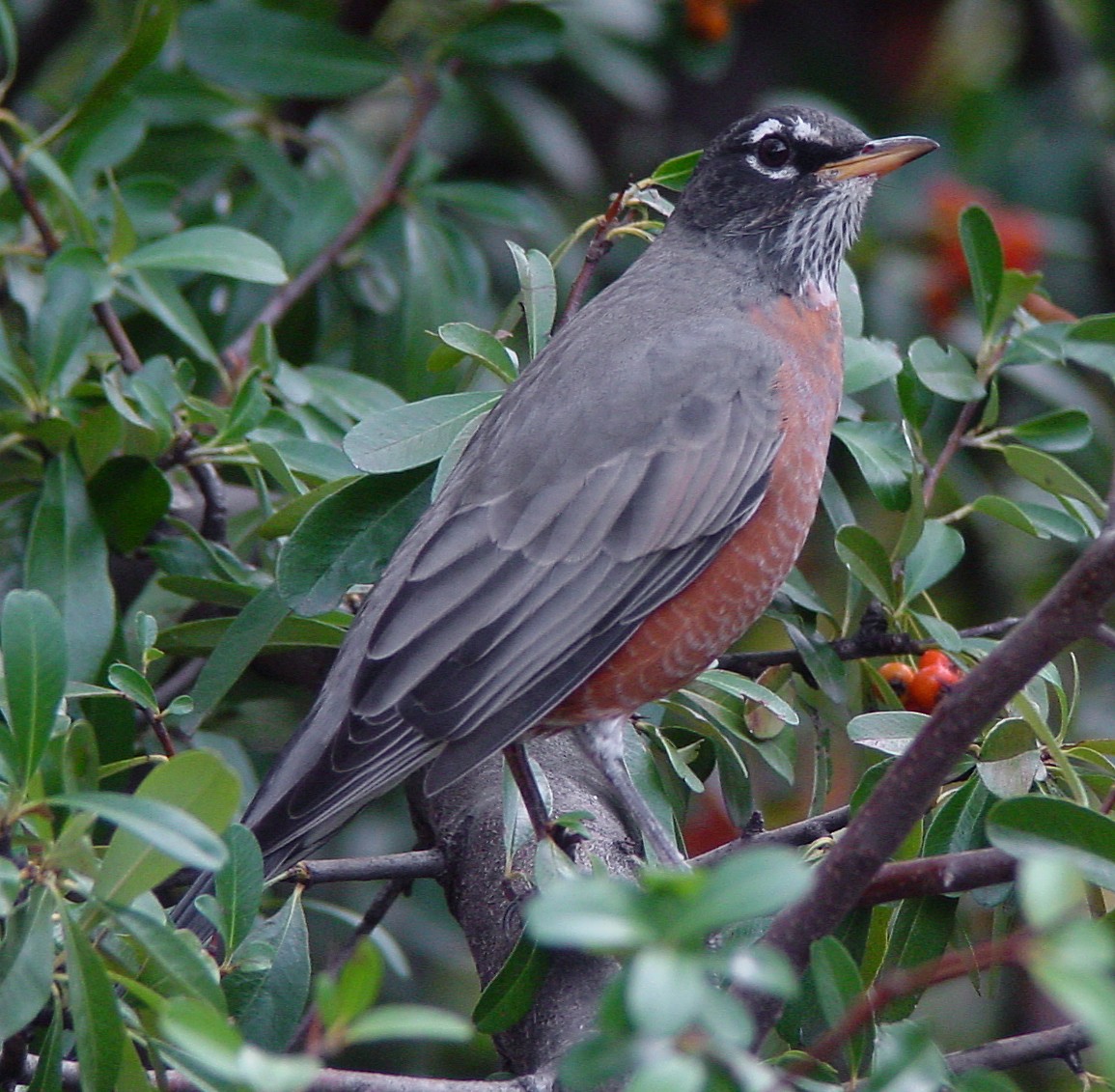 American Robin - ML169298471