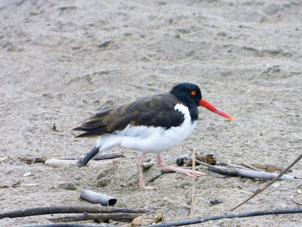 American Oystercatcher - Nicolás Bejarano