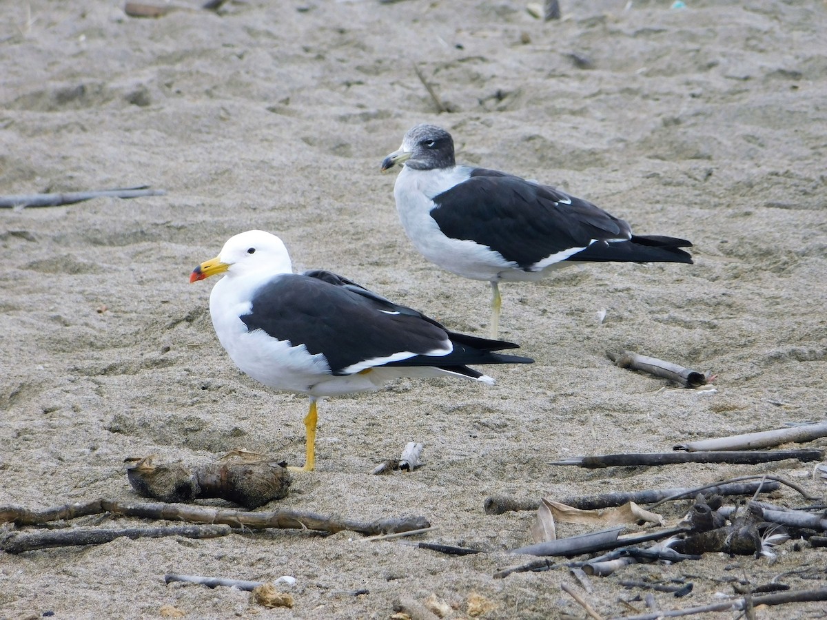 Gaviota Simeón - ML169298981