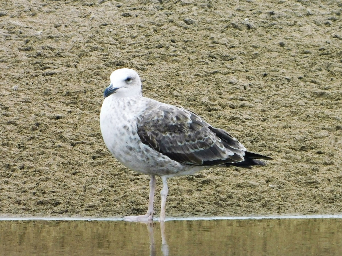 Goéland dominicain - ML169299011